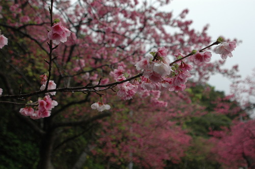 桜祭り　①