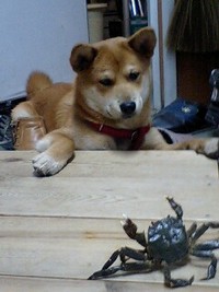 いぬかに合戦