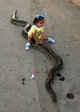 ヘビ好き一家、2歳の娘のペットはニシキヘビ