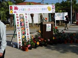 沖縄市の花ハイビスカスの植樹祭