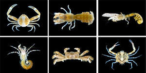 沖縄、辺野古近くの大浦湾でエビ・カニ新種、一挙39種