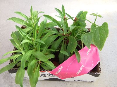 家庭菜園