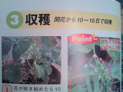 インゲン成長期