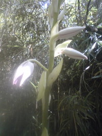 エビネの花。 2008/04/05 18:14:32