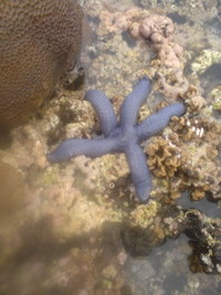 ヒトデ。 2008/04/09 10:54:22