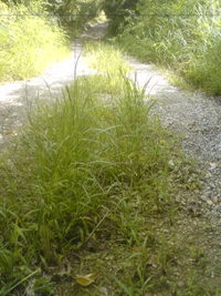 草刈り。 2008/07/26 19:12:10