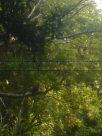アカショウビン。 2008/08/05 18:18:10