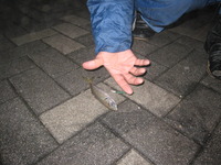夜釣り~成果~