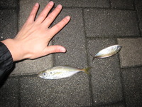 夜釣り~成果~