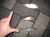 夜釣り~成果~