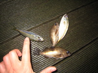 夜釣り~成果~