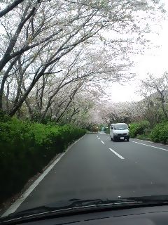 日本の春って感じですね