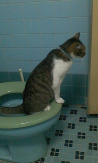 ねこトイレ