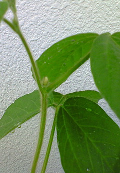 ベランダ菜園