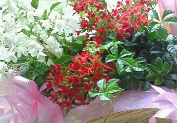 母の日。