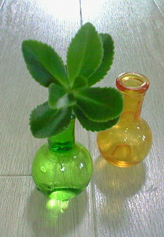 多肉植物。