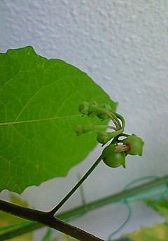 ベランダ菜園。