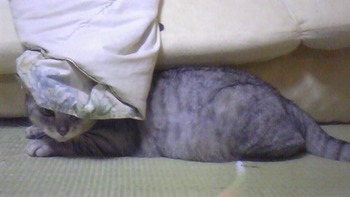かくれんぼパート2