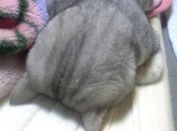 お休みのお知らせ