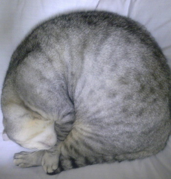 丸くおさめて!ビァ君…