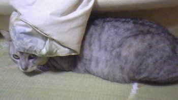 かくれんぼパート2