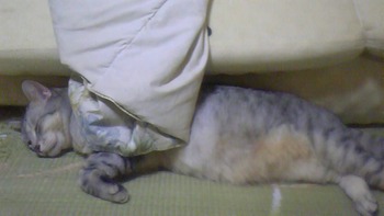 かくれんぼパート2