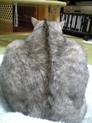 なんでだろぅ・・・