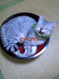 ビァ君です!