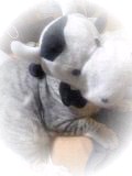 モ~すぐトラだにゃ~!