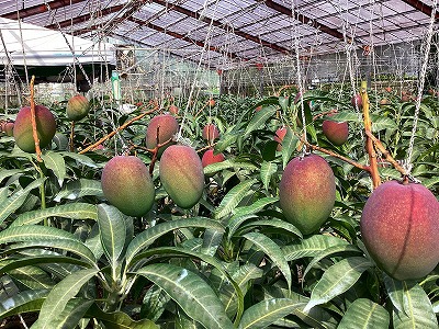 趣味のマンゴー栽培