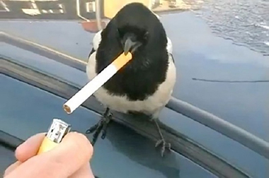 タバコを吸う鳥