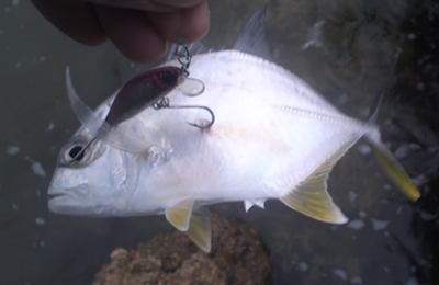 夕方ちょい釣り