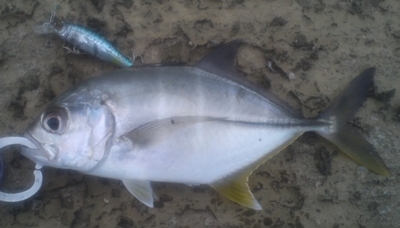 夕方ちょい釣り