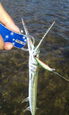 魚は元気なんだけど・・・・