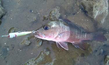 魚は元気なんだけど・・・・