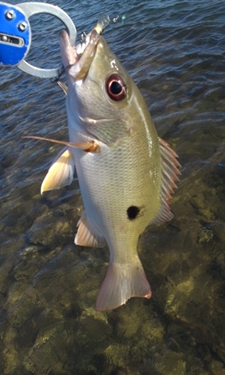 魚は元気なんだけど・・・・