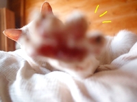 【うちの猫】ナオスケさんはカメラストラップがお好き♡