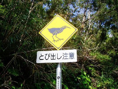 ゆっくり走ろう やんばる路 (9゚Д゚)9