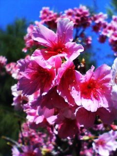 桜咲く