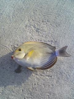 つれちゃった.. 釣り