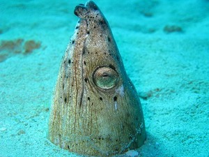 ミナミホタテウミヘビ