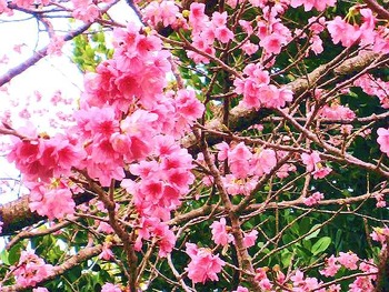 春ですね~