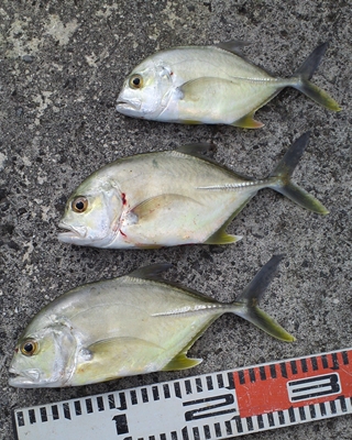 嫁さんつれて、初釣り