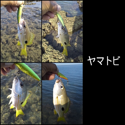 今日も行ってみよう~