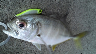 近頃の釣果