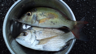 近頃の釣果