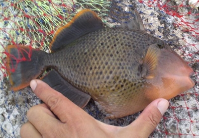 近頃の釣果