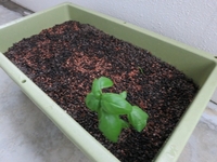 ベランダ菜園 2012/05/12 20:58:03