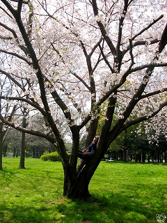 お花見してきました