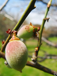 お花見してきました